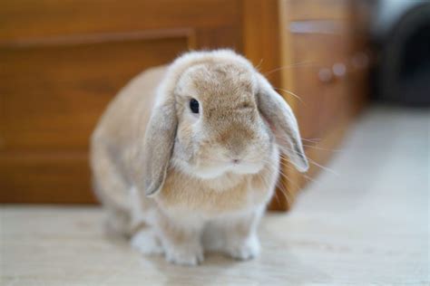 cute holland lop|all about holland lop bunnies.